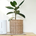 Air Purifiers vs Air Ionizers: Which is the Better Choice?